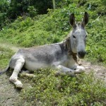 121474-jamaican-donkey-0